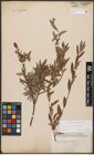 Foto von Salix aurita L. x Salix repens L.